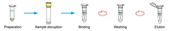 NucleoSpin DNA Stool procedure