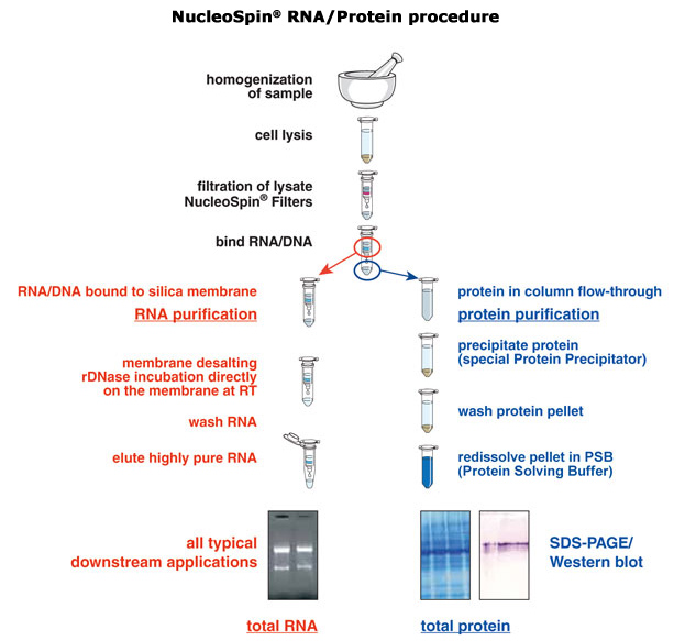 cell lysis buffer for dna extraction