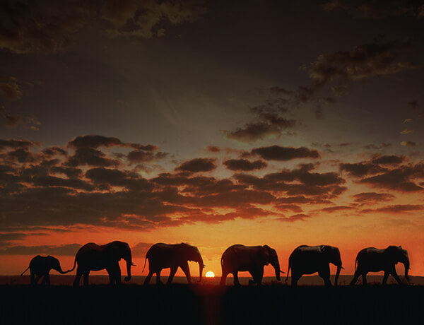 NEBuilder High Fidelity DNA Assembly and Cloning - by BIOKE