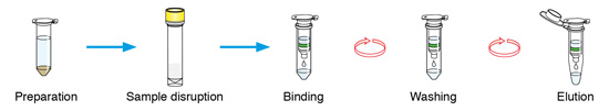 NucleoSpin DNA Lipid Tissue procedure