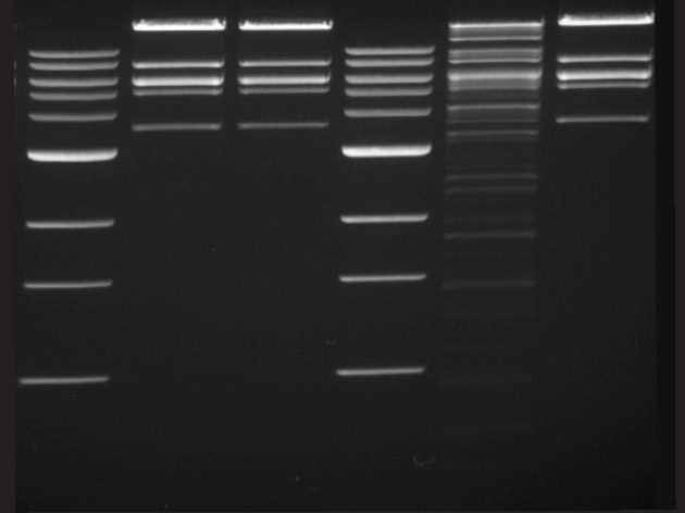 Roche Restriction Enzymes Buffer Chart