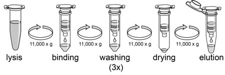 nucleospin procedure