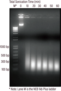 Yeast Chromatin Prep