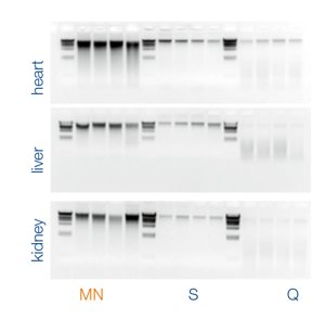 NucleoSpin® DNA RapidLyse by MACHEREY NAGEL - Outstanding DNA Yields